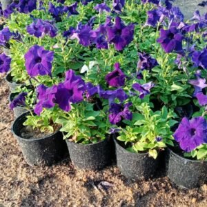Petunia Hybrid Flowering Plant – Assorted Colors (14 cm Pot) - Image 2