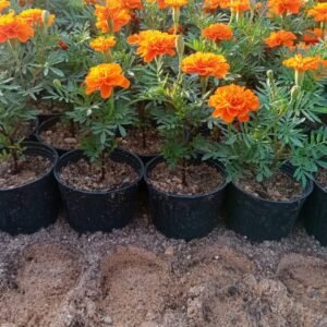 Orange & Yellow Marigold Flowering Plant – Tagetes (14 cm Pot)