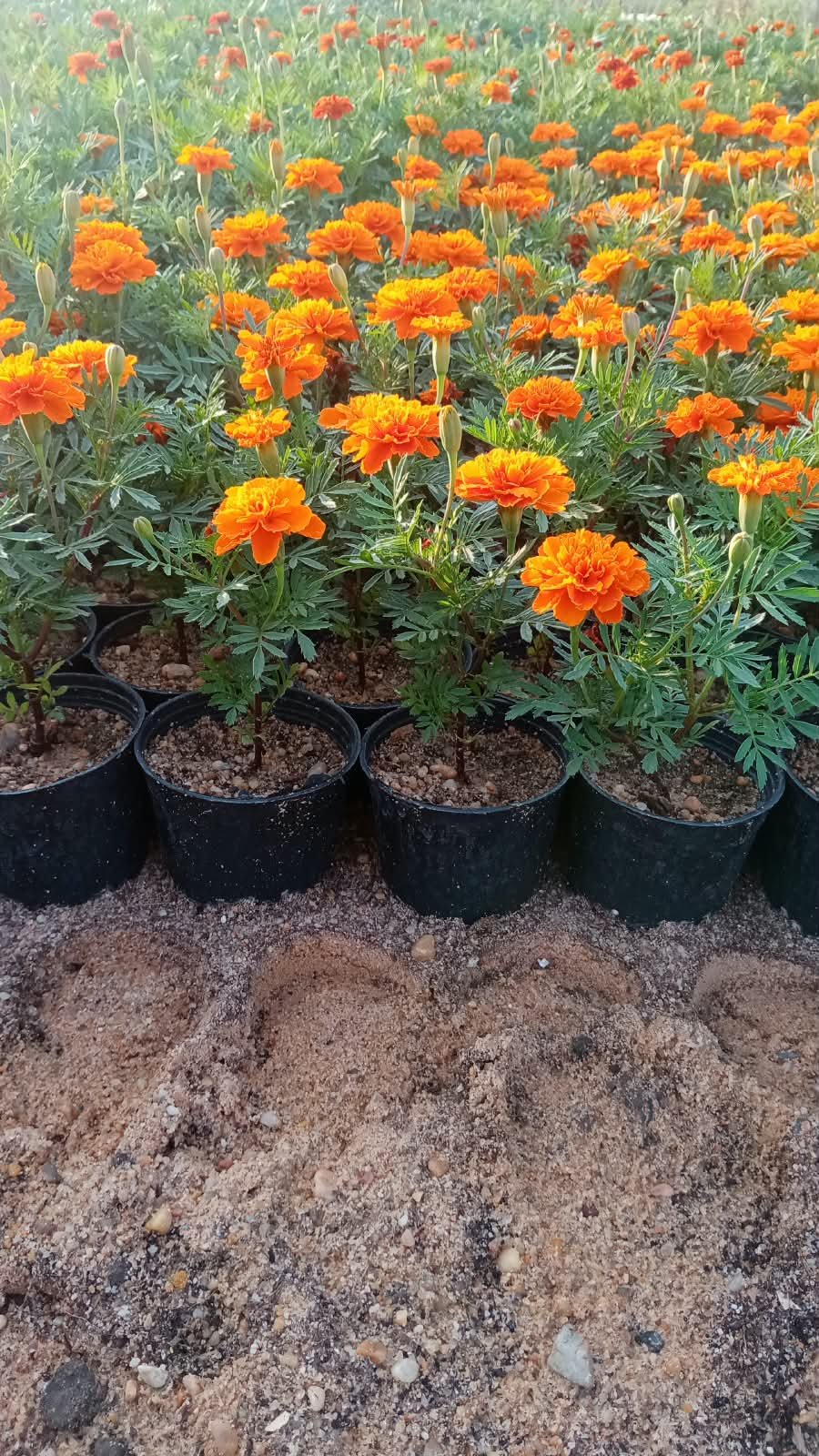Orange & Yellow Marigold Flowering Plant – Tagetes (14 cm Pot) Orange & Yellow Marigold Flowering Plant – Tagetes (14 cm Pot)